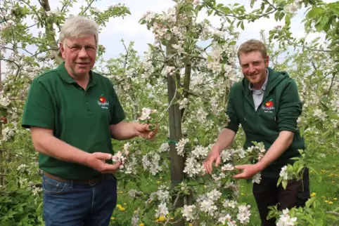 Unterwegs im Alten Land: Hein und Rolf Luehs kontrollieren in Jork die Apfelblüte.
