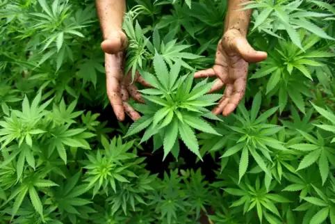 Es sollen keine Großplantagen für Cannabis in Rheinland-Pfalz entstehen. 