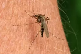 Hungrig: Die Stechmücken fliegen wieder und sind auf der Suche nach Blutmahlzeiten. 