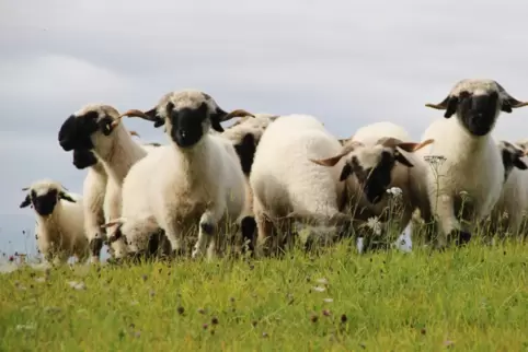 Walliser Schwarznasenschafe grasen auf den Wiesen von Eulenbis: Eins der Lämmer ist ein ausgemachter Naseweis – was nicht folgen