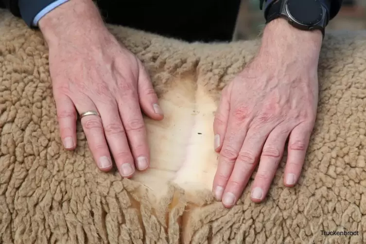 Ein Merinolandschaf mit ordentlich Wolle: Diese findet auch als Schutz von jungen B&auml;umen Verwendung. 