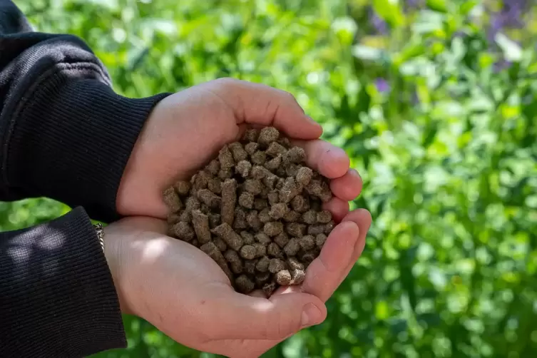 Nat&uuml;rlicher D&uuml;nger: Pellets aus Schafwolle sind gut f&uuml;r den Boden und dienen als Wasserspeicher. 