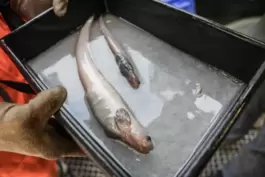 Zwei noch unbestimmte Aalmuttern wurden in 2700 Metern Tiefe gefangen.