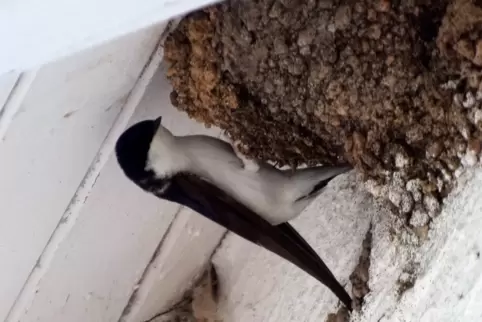 Schwalben Bauen ihre Nester gerne unter Dachüberständen. 