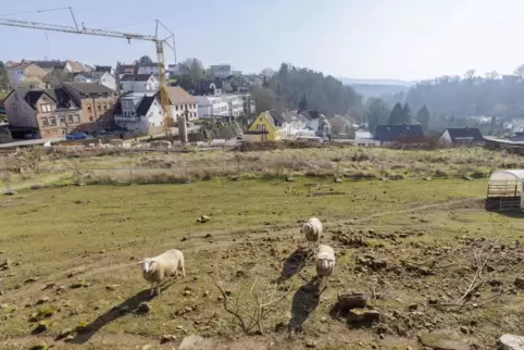 Über die Wächterwiesen in Morlautern wandert der Blick in Richtung Stadt.