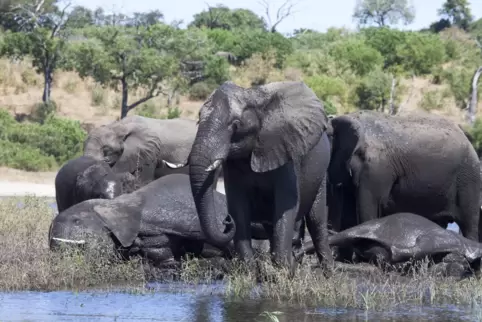Elefanten im Chobe-Nationalpark in Botswana. 