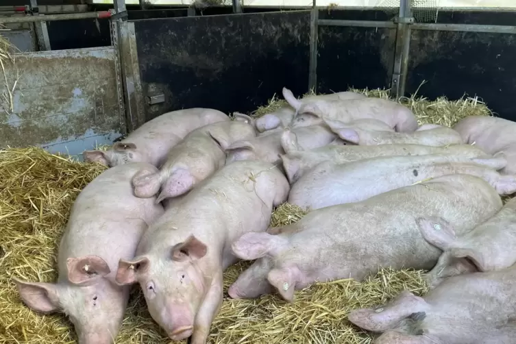 Artgerechte Tierhaltung mit zufriedenen Schweinen im Kuschelmodus im Stall.