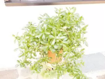 (Crassula ovata), anspruchslose Pflanze, schön dicht, ca. 60 cm hoch, ca. 60 cm Durchmesser, 19 €