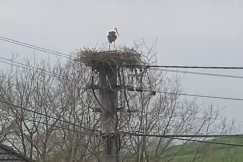 Ein Storch hatte sein Nest auf einem Strommast in Herschweiler-Pettersheim gebaut. 