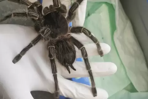 Eine Brasilianische Riesenvogelspinne, handflächengroß, haben die Tierretter in Pirmasens sichergestellt.