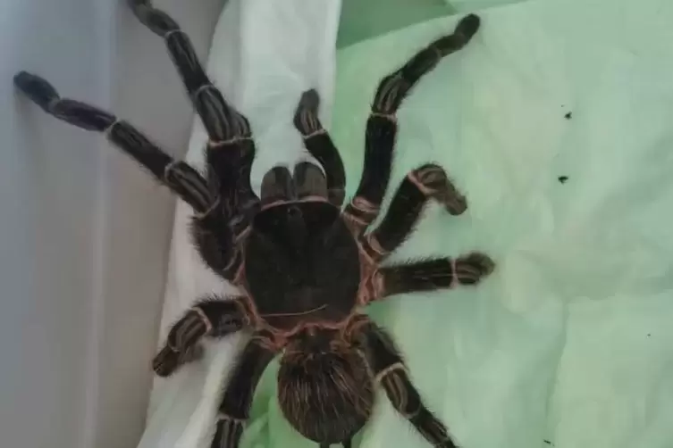 Die Vogelspinne wurde ins Reptilium in Landau gebracht.