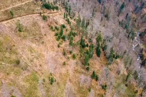 Abgeholzter Wald in den rumänischen Karpaten