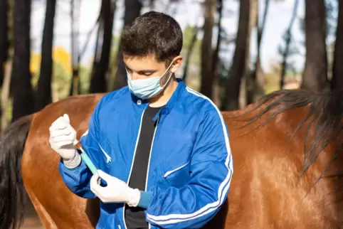 Die Impfempfehlung gegen das Equine Herpesvirus bleibt bestehen. Die Impfplicht für Turnierpferde fällt allerdings. 