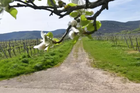Der Weg vom Flurkreuz zum Kapellenweg soll saniert werden. 