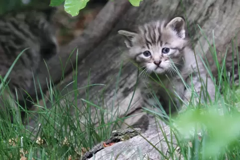 Eine junge Wildkatze im Wald.
