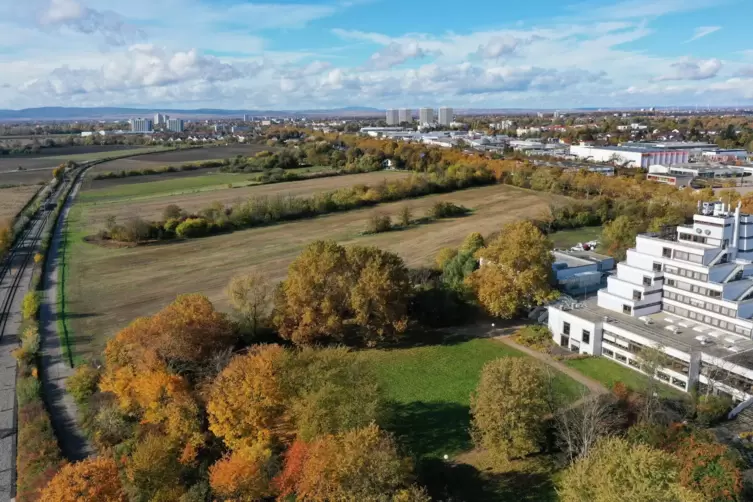 Viel Platz: Neben dem Pesch-Haus soll eine Siedlung entstehen. Das Bild zeigt den Zustand vor den Tiefbauarbeiten. 