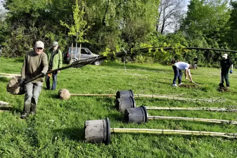 Bergahorn, Lederhülsenbaum und Winterlinde: Die Vereinsmitglieder um Ewald Marx (vorne) setzen auf ortsspezifische Arten.