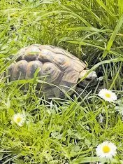 Landschildkrötenmännchen, ca. 8-10 Jh. alt, wurde gefunden. Da kein Besitzer ermittelt werden konnte, sucht er nun ein neues Zuh