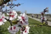 Beliebt: Blütenwanderungen durch die Weinberge beim Freinsheimer Blütenfest.
