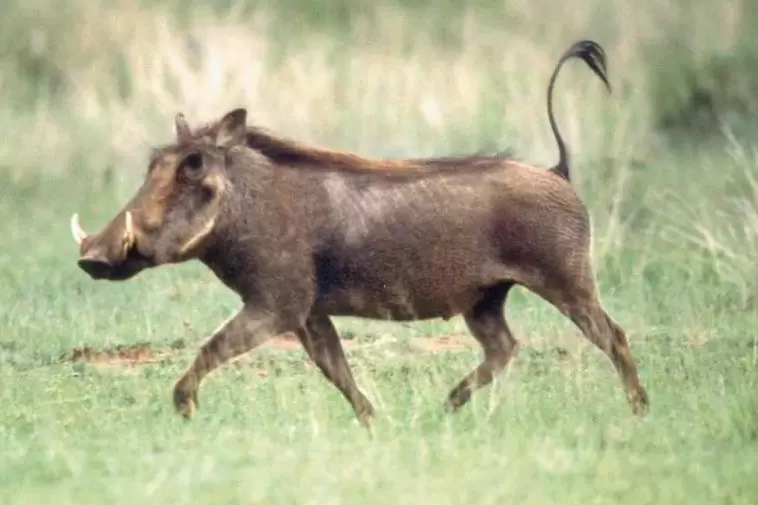 Hässlich schön: Warzenschwein.