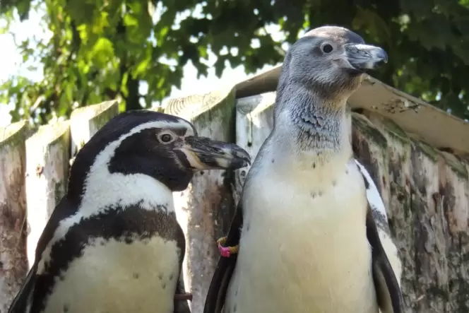 Humboldt-Pinguin mit Jungtier im Landauer Zoo.