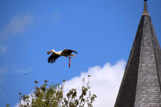 Der Storch trägt Material für den Nestbau im Schnabel. Wo die Vögel ihre Nester in Katzweiler gebaut haben, ist online auf einer