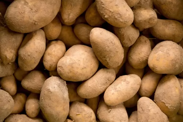 Auf der Suche nach dem guten Kartoffelgeschmack: Leider wird sehr viel Wert auf das &Auml;u&szlig;ere einer Kartoffel gelegt. 