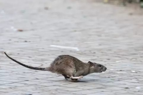 Vor allem im Bereich des Exerzierplatzes sind verstäkt Ratten beobachtet worden. 