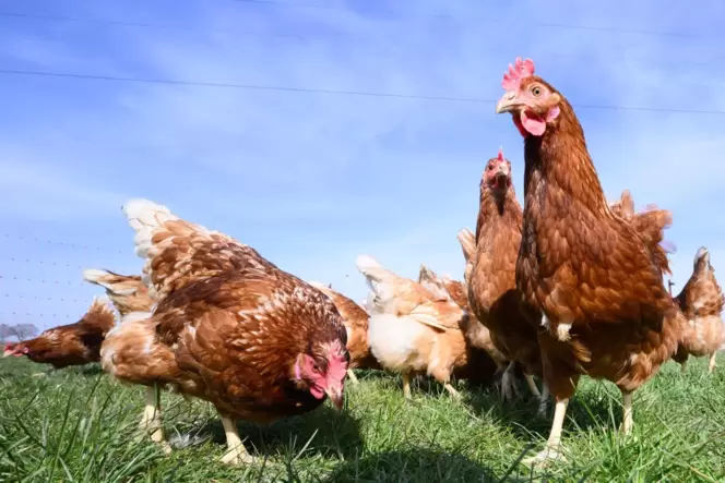 Auch braune Hühner können weiße Eier legen.