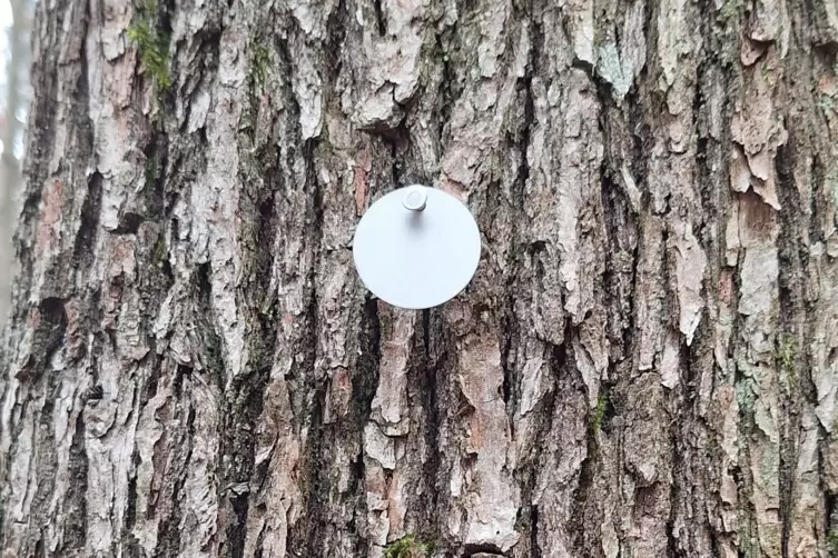 Markierung an einem Baum. 