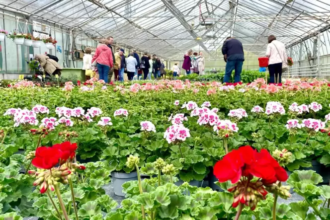 Im Mittelpunkt des Marktes steht die Gärtnerei mit ihrem Angebot an Sommerflor, das unter Mitwirken von Menschen mit Beeinträcht
