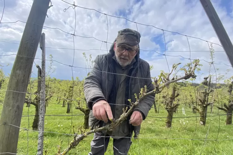 Scherschel erntet auch Trauben. Doch die jungen Bl&auml;tter an diesem Weinstock sind halb erfroren.