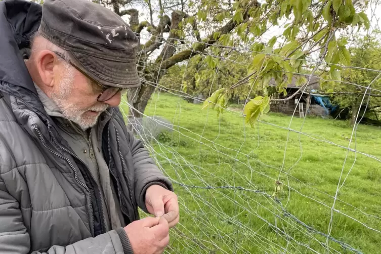 An einem gro&szlig;en Kirschbaum pr&uuml;ft Scherschel, ob eine ganz junge Frucht, die sich nach der Bl&uuml;te gebildet hat, gr&uuml;n oder schwarz 