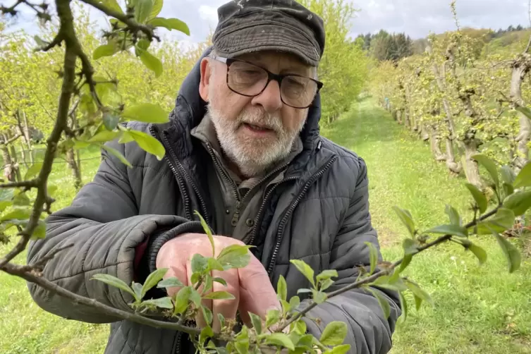 Scherschel zeigt auf die Fruchtst&auml;nde einer Ziparte. Sie haben den Frost &uuml;berlebt. Die Ziparte ist eine kleine Pflaumenart, aus 