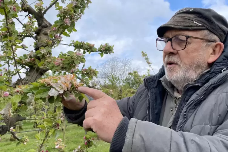 Der Biobauer pr&uuml;ft eine Apfelbl&uuml;te kritisch. 