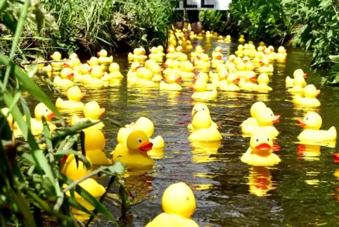 Das Entenrennen auf der Isenach darf zum Stadtfest nicht fehlen. Ab sofort können Teilnehmer ihr Entchen erwerben.