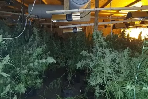 Die Gersbacher Cannabis-Plantage. 