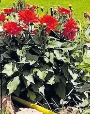 Dahlien abzugeben, werden ca. 80 cm groß, mit roten Blüten. Je nach Größe der Knolle kosten sie zwischen 3-5 €. Nicht winterfest