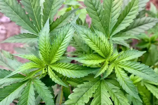 Welche Rolle spielten die beiden Angeklagten bei den Cannabis-Plantagen.