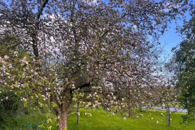 Die blühenden Apfelbäume vor der Ortseinfahrt Mauschbach blieben bisher von Frostnächten verschont.