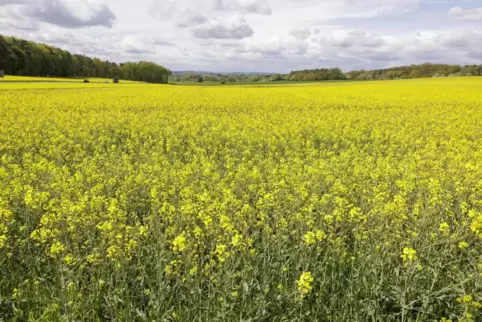 Die Rapsblüte ist weitgehend vorbei.