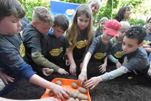 Grumbeer-Pflanzen auf dem Stundenplan: Kinder der Klasse 3 bei der Arbeit am Hochbeet. 
