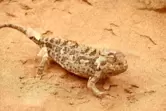 Bestens angepasst: Ein Chamäleon tarnt sich im Sand. 