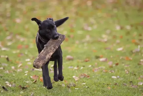 Der Vorfall ereignete sich in der Nähe einer Hundewiese (Symbolfoto).