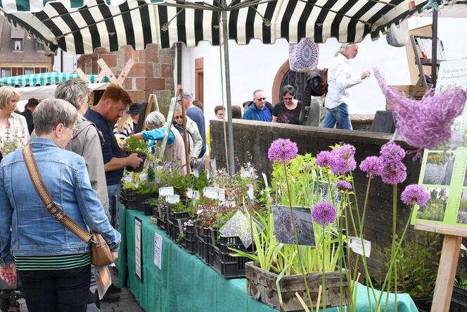 Der Wachenheimer Kräutermarkt ist zu einem Fixpunkt im Kalender von Pflanzen- und Gartenfreunden geworden.