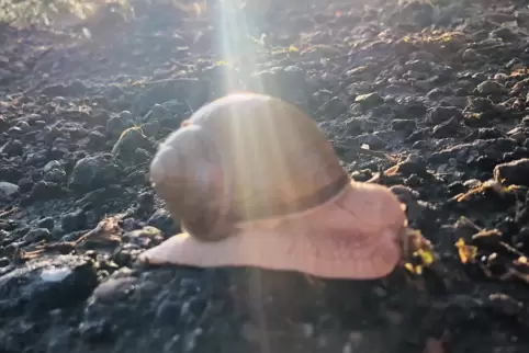 Komm ich heit net, komm ich morje: Elan und Geschwindigkeit einer Schnecke wird auch so manchen Menschen nachgesagt. 