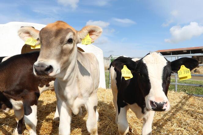 Kälber und Kühe stehen im Freien eines Bio-Bauernhofs mit Milchvieh.