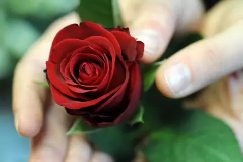 Rote Rosen: Verteilen viele Parteien zum Muttertag.