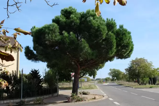 Nicht Italien, sondern Vorderpfalz: In Meckenheim wächst diese Pinie direkt an einer Straße. Nicht Italien, sondern Vorderpfalz: In Meckenheim wächst diese Pinie direkt an einer Straße.