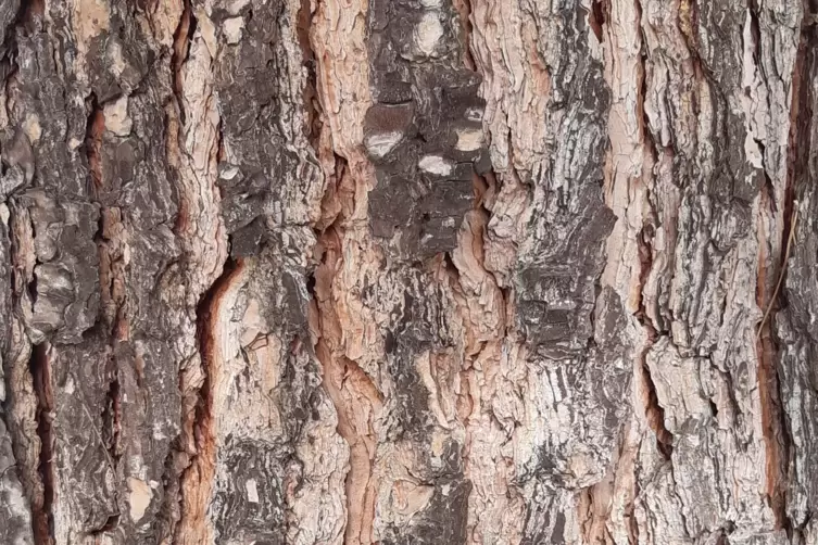Mit der Zeit erh&auml;lt der Nadelbaum seine charakteristische Rindenstruktur. 